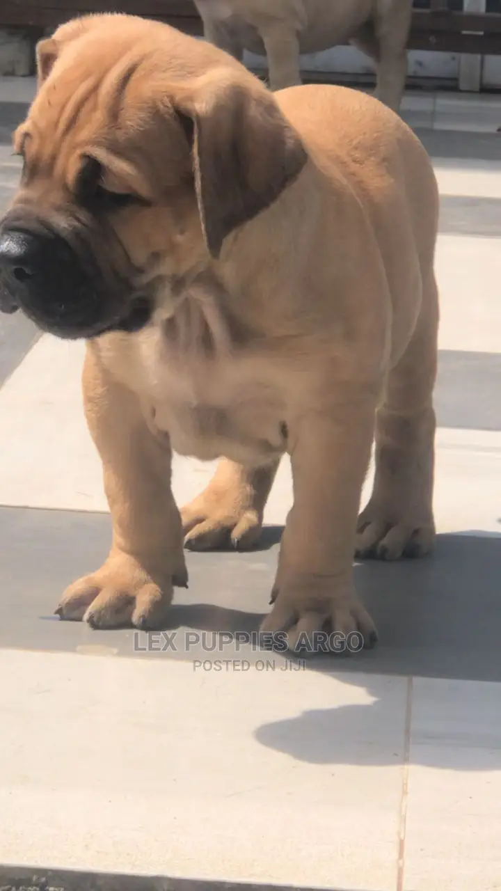 1-3 months Female Purebred Boerboel