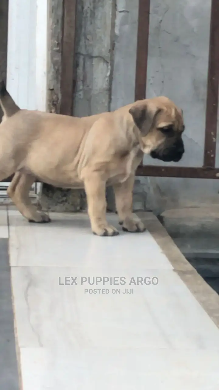 1-3 months Female Purebred Boerboel