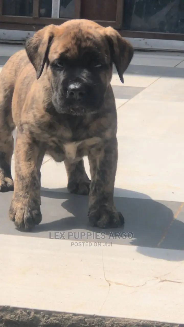 1-3 months Female Purebred Boerboel