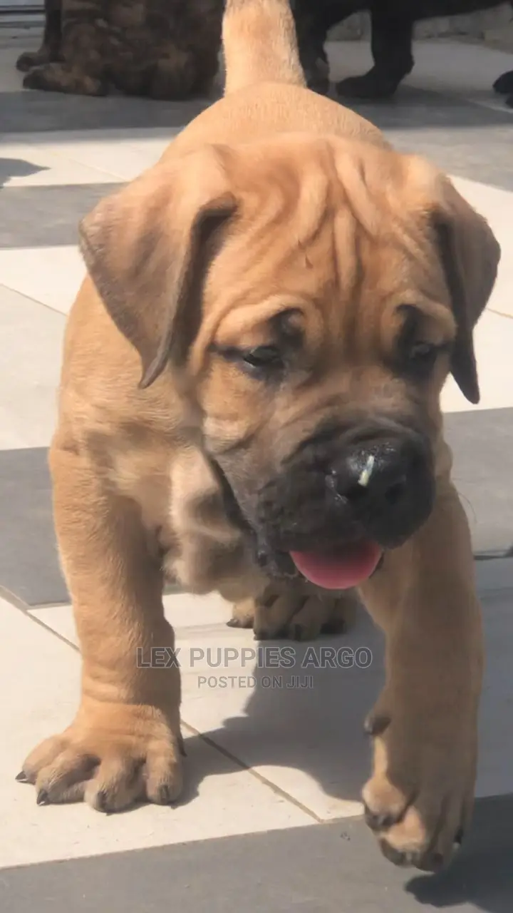 1-3 months Female Purebred Boerboel