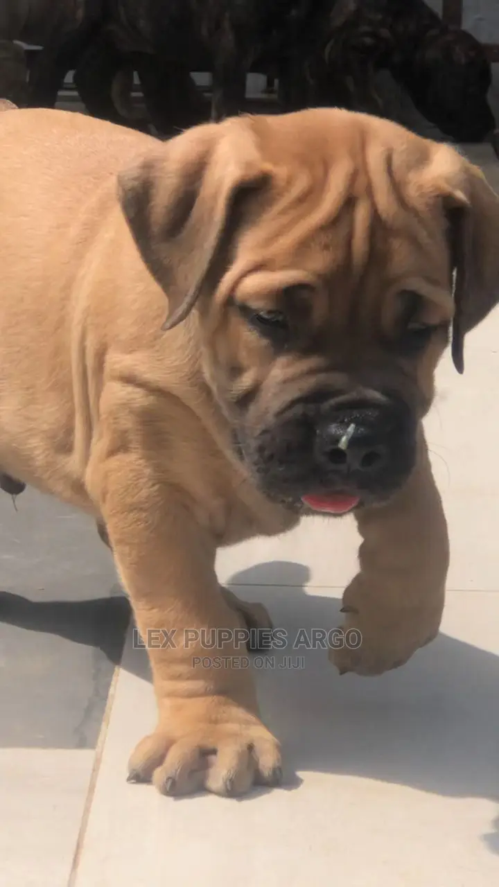 1-3 months Female Purebred Boerboel