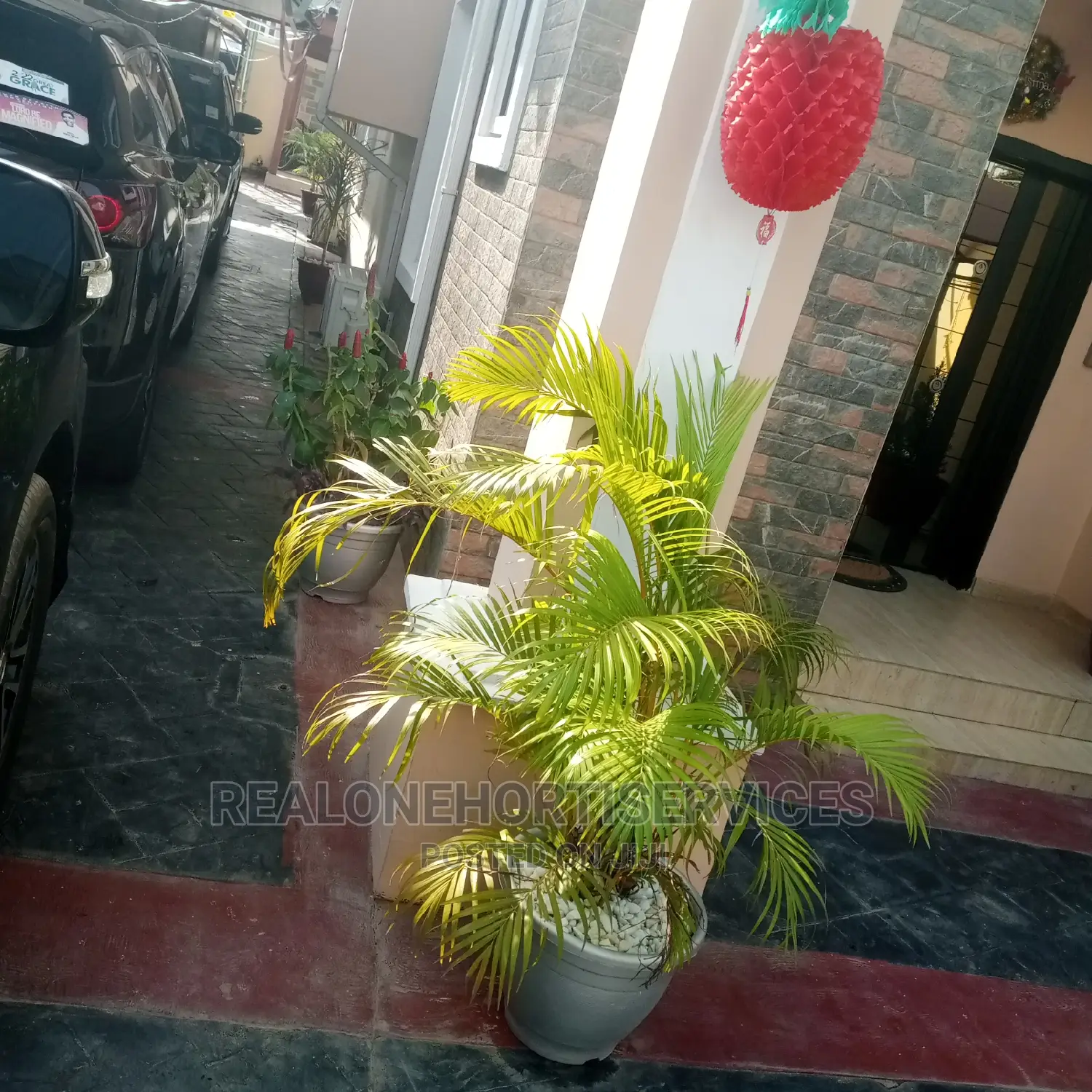 Potted Plant at Home Values and Healthier Living