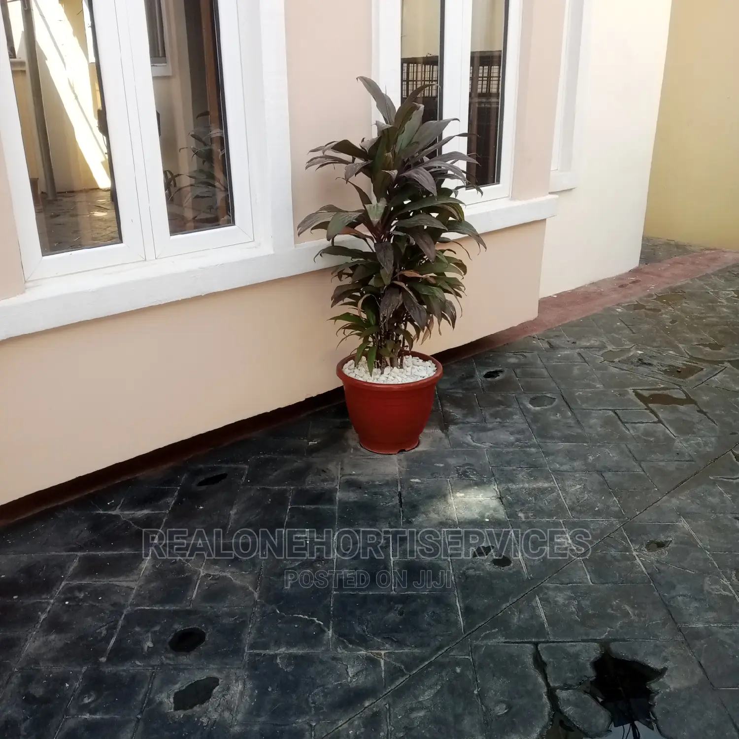Potted Plant at Home Values and Healthier Living