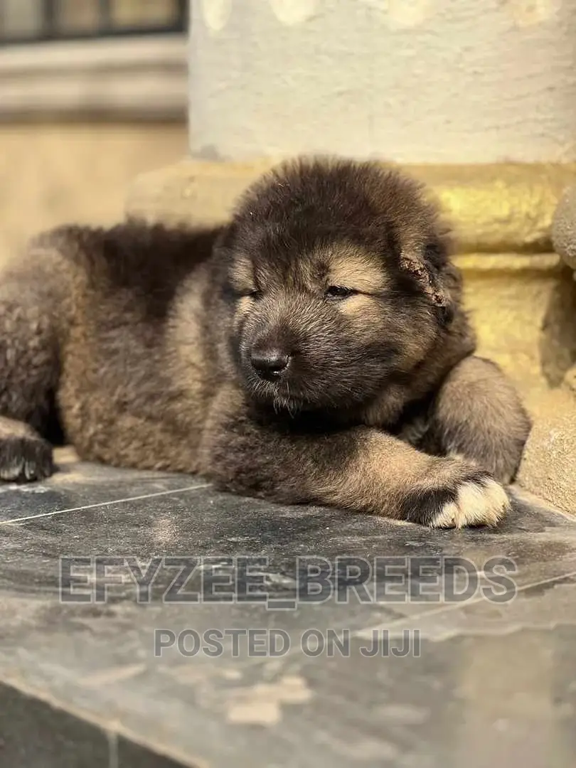 1-3 months Female Purebred Caucasian Shepherd