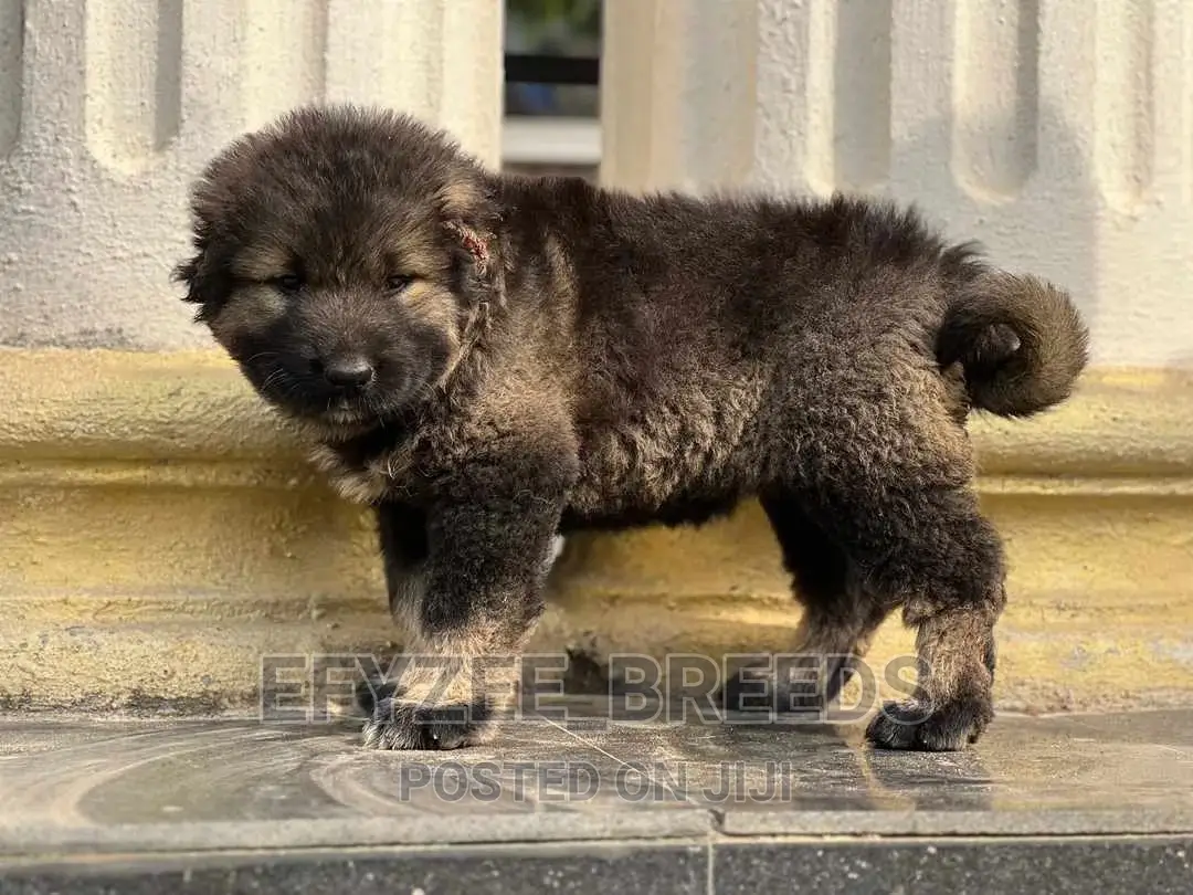 1-3 months Female Purebred Caucasian Shepherd