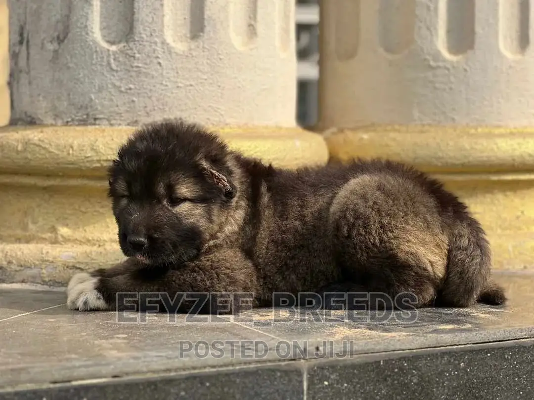 1-3 months Female Purebred Caucasian Shepherd