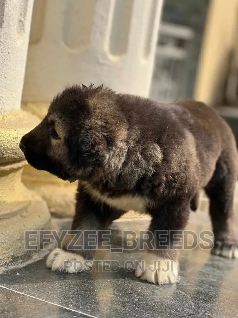 1-3 months Female Purebred Caucasian Shepherd