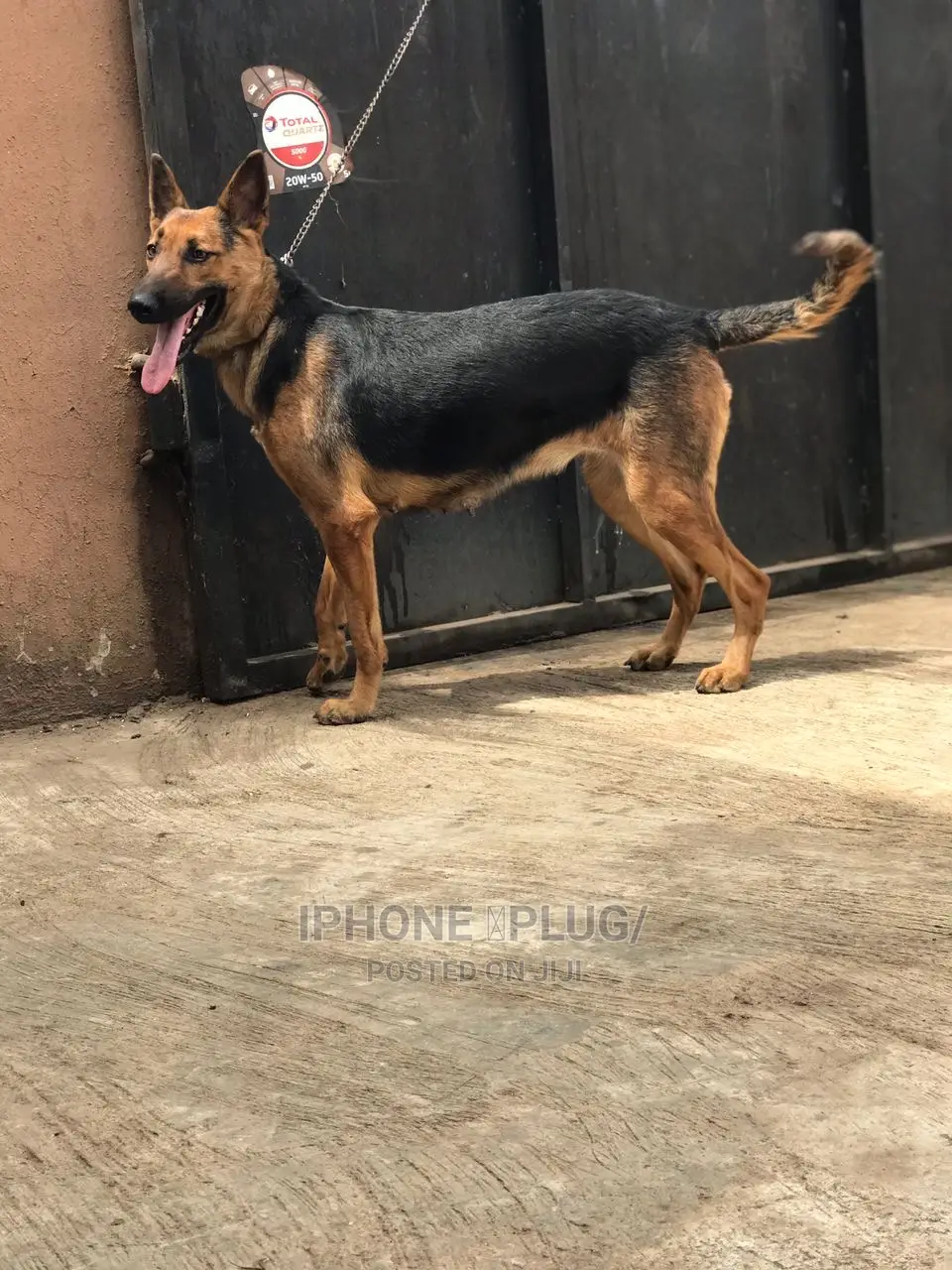 6-12 months Female Purebred German Shepherd