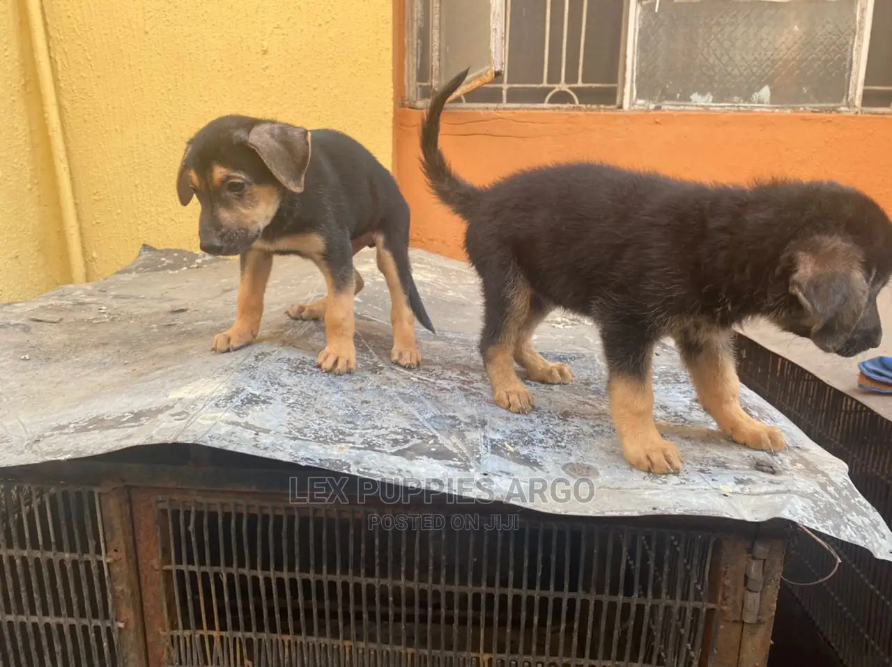 1-3 months Male Purebred German Shepherd