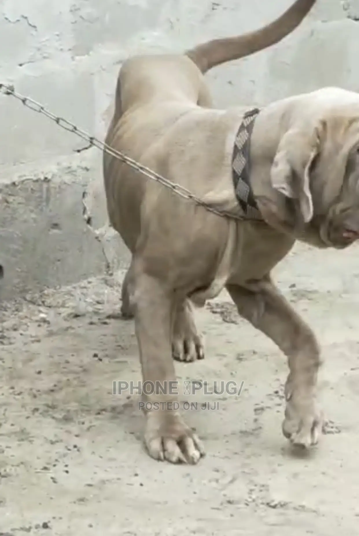 1+ year Male Purebred Neapolitan Mastiff