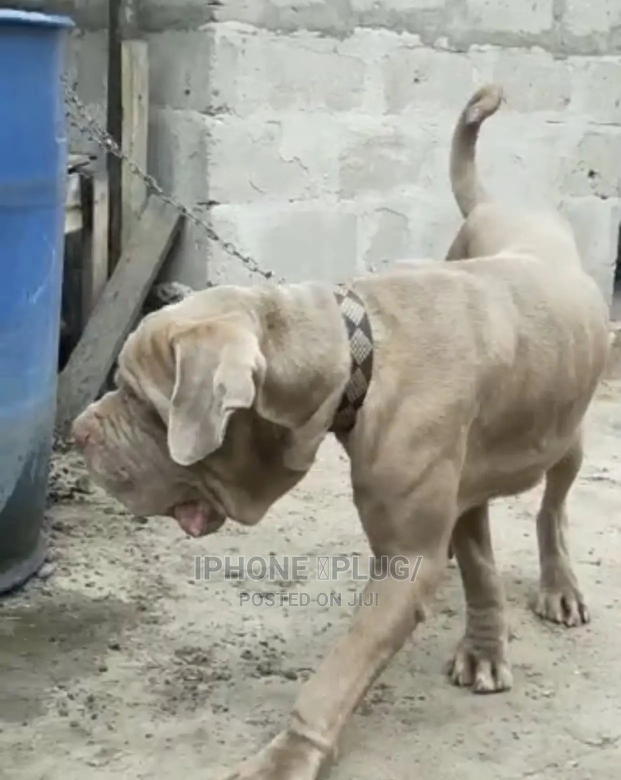 1+ year Male Purebred Neapolitan Mastiff