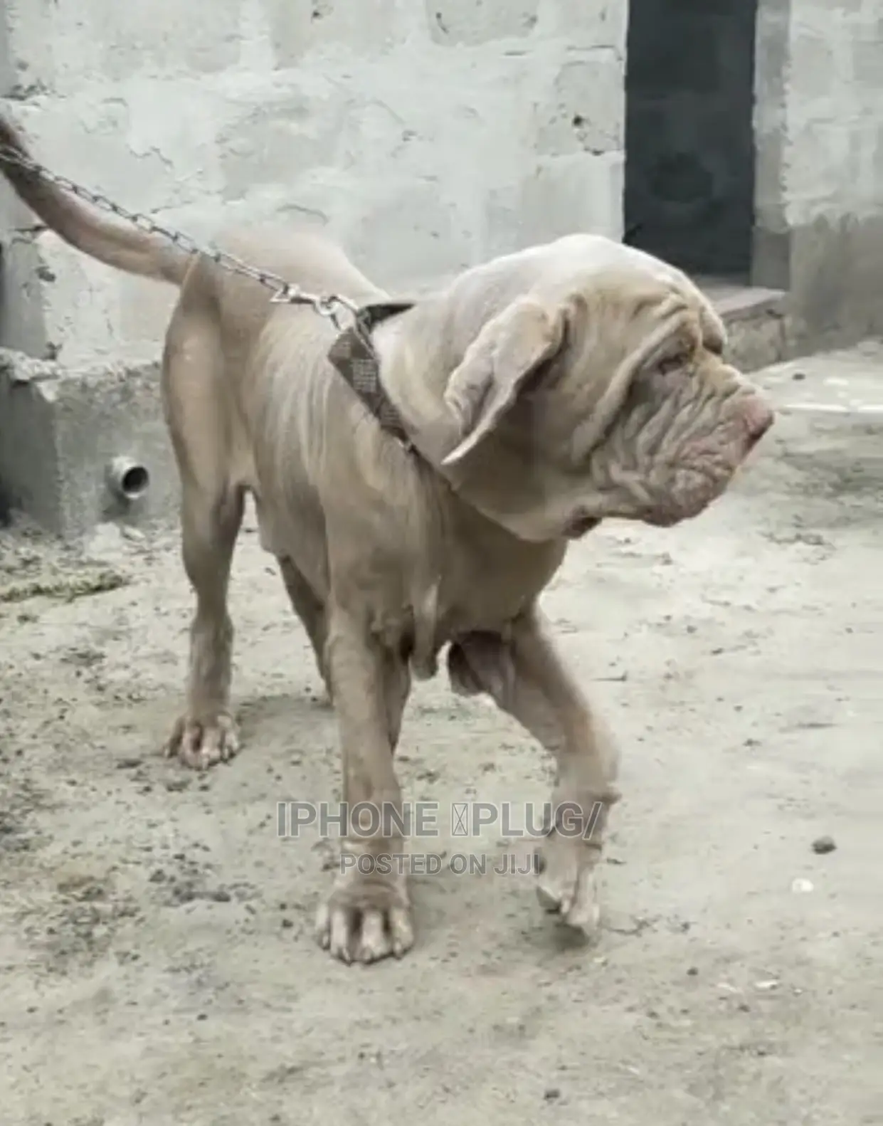 1+ year Male Purebred Neapolitan Mastiff