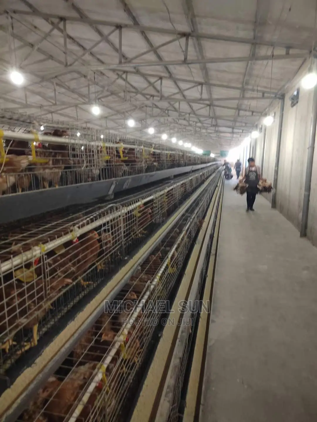 Poultry Cage / Layer Cage