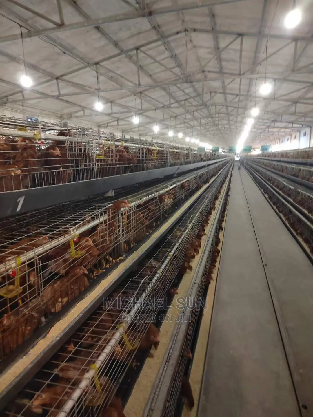 Poultry Cage / Layer Cage