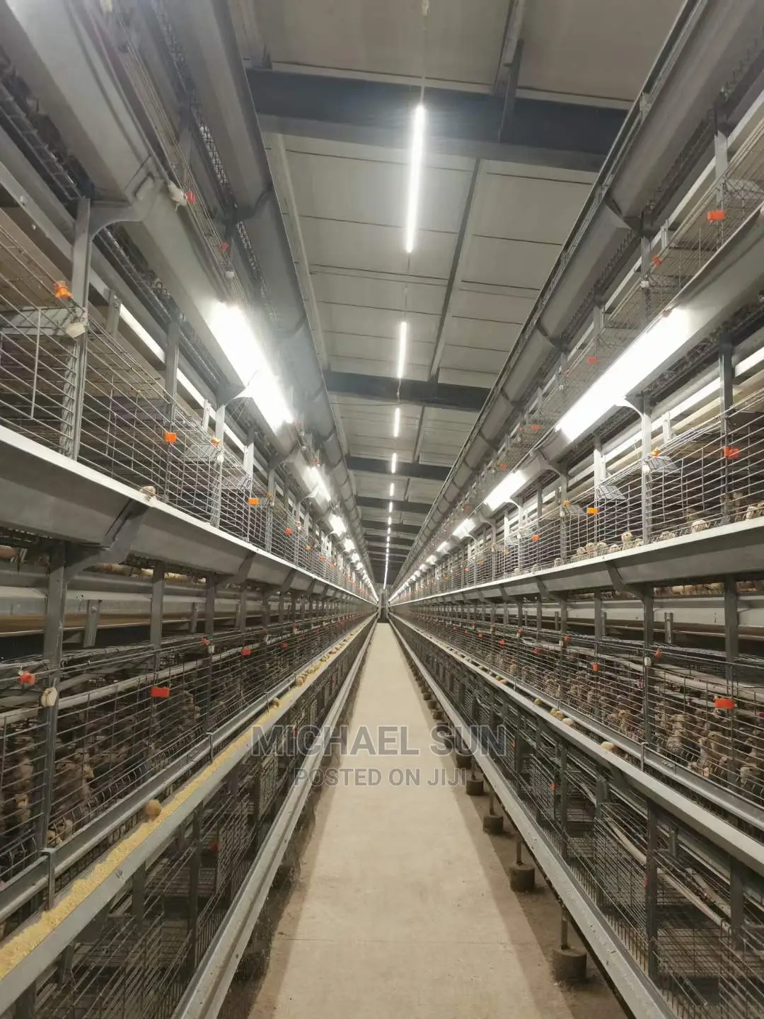 Poultry Cage / Layer Cage
