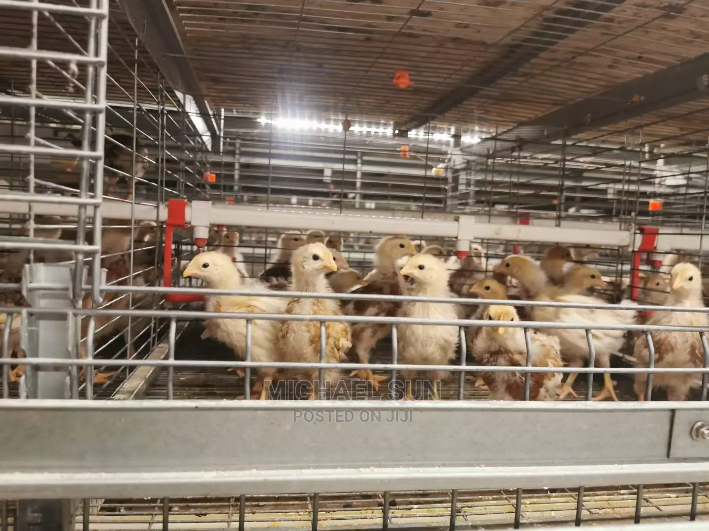 Poultry Cage / Layer Cage