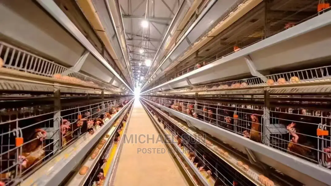 Poultry Cage / Layer Cage