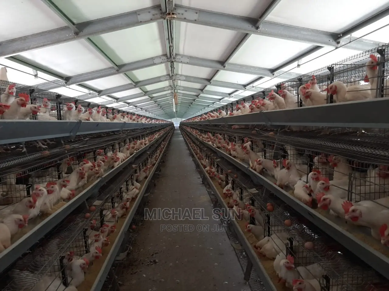 Poultry Cage Layer Cages