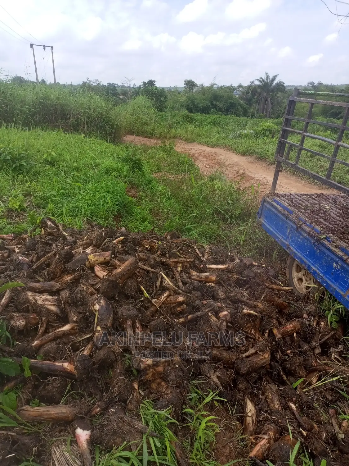Hybrid Plantain Suckers