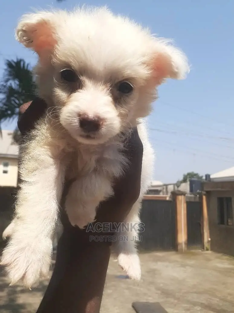 1-3 months Female Purebred American Eskimo