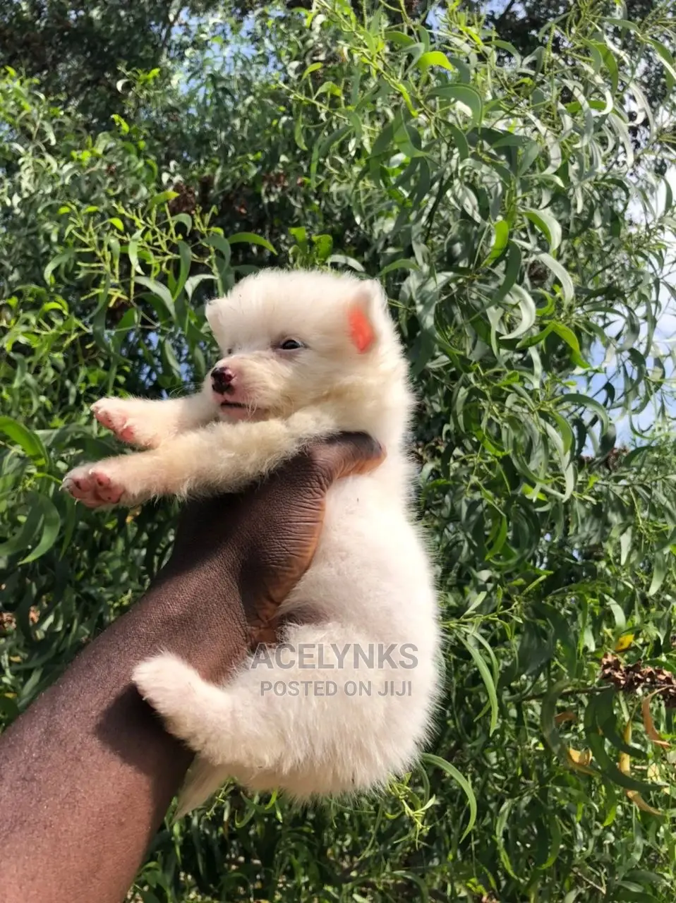 1-3 months Female Purebred American Eskimo