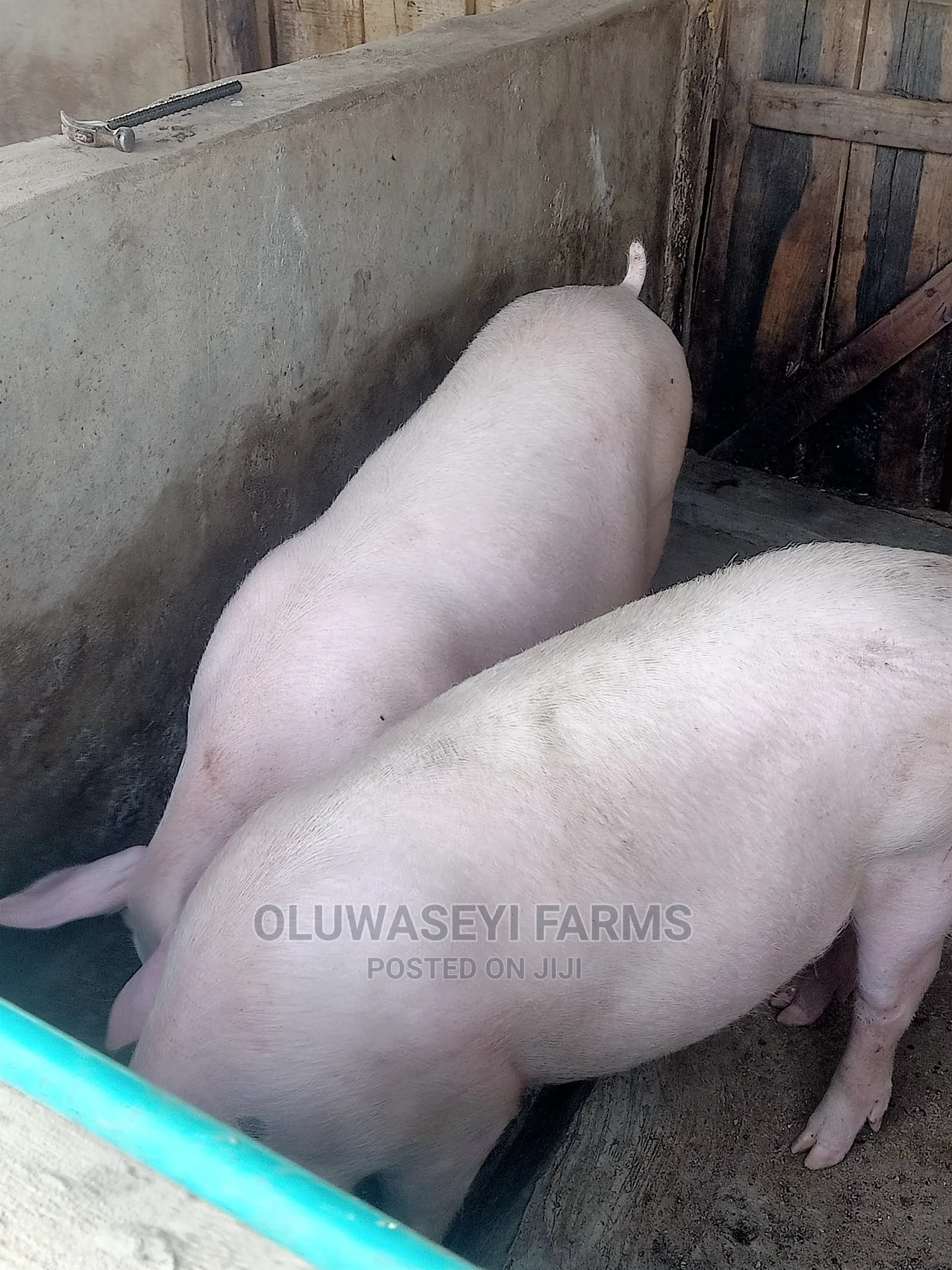 Hybrid Pigs