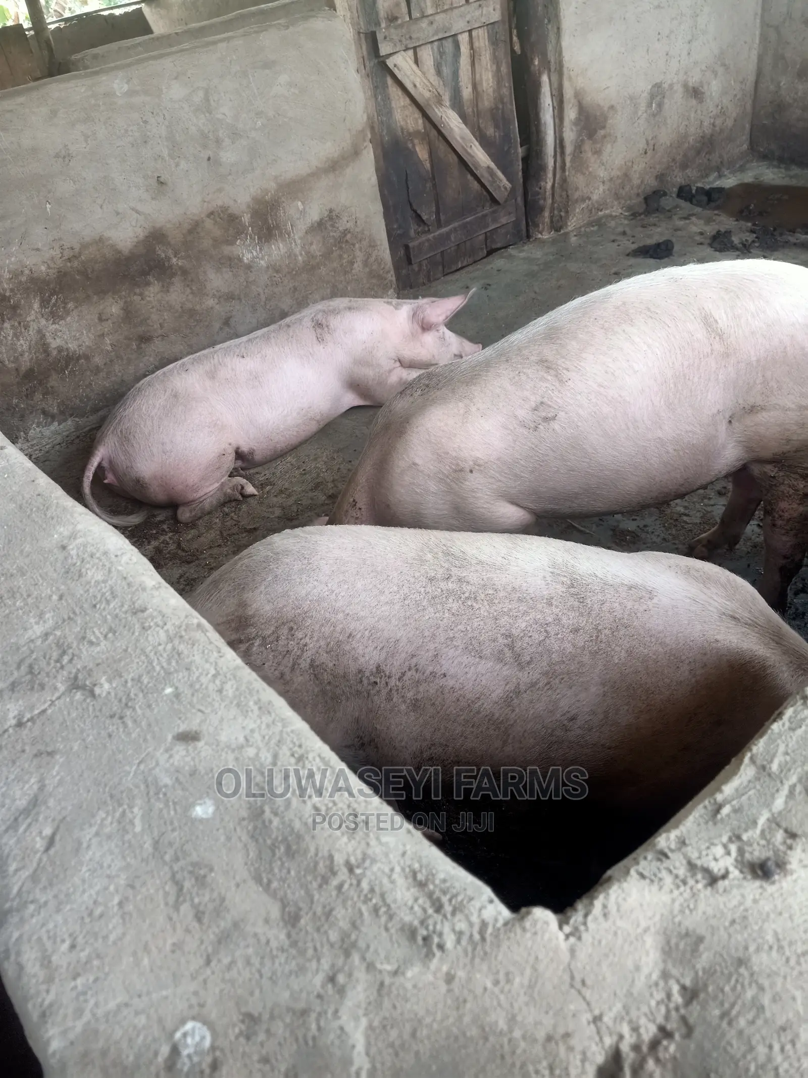 Hybrid Pigs