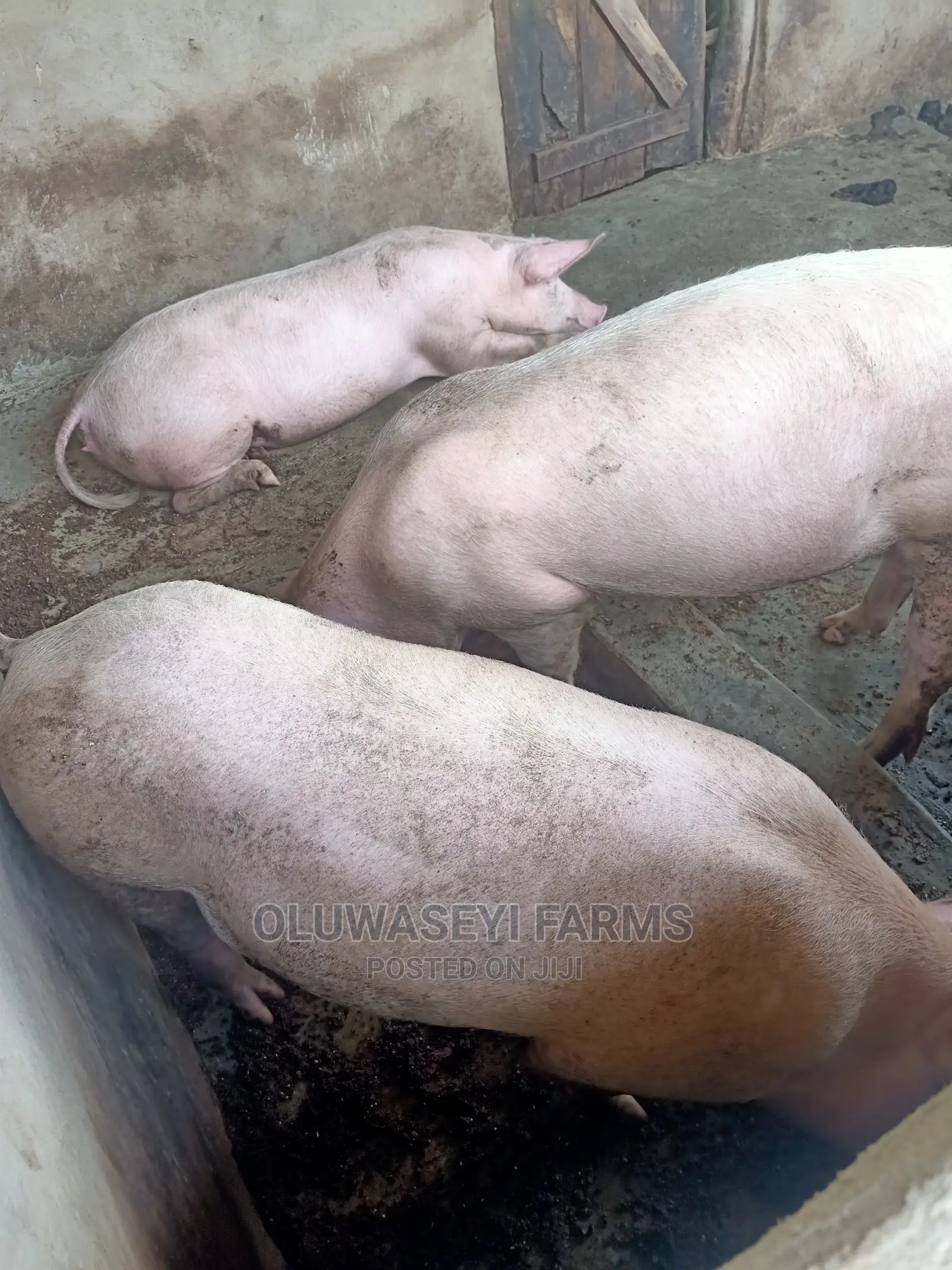 Hybrid Pigs