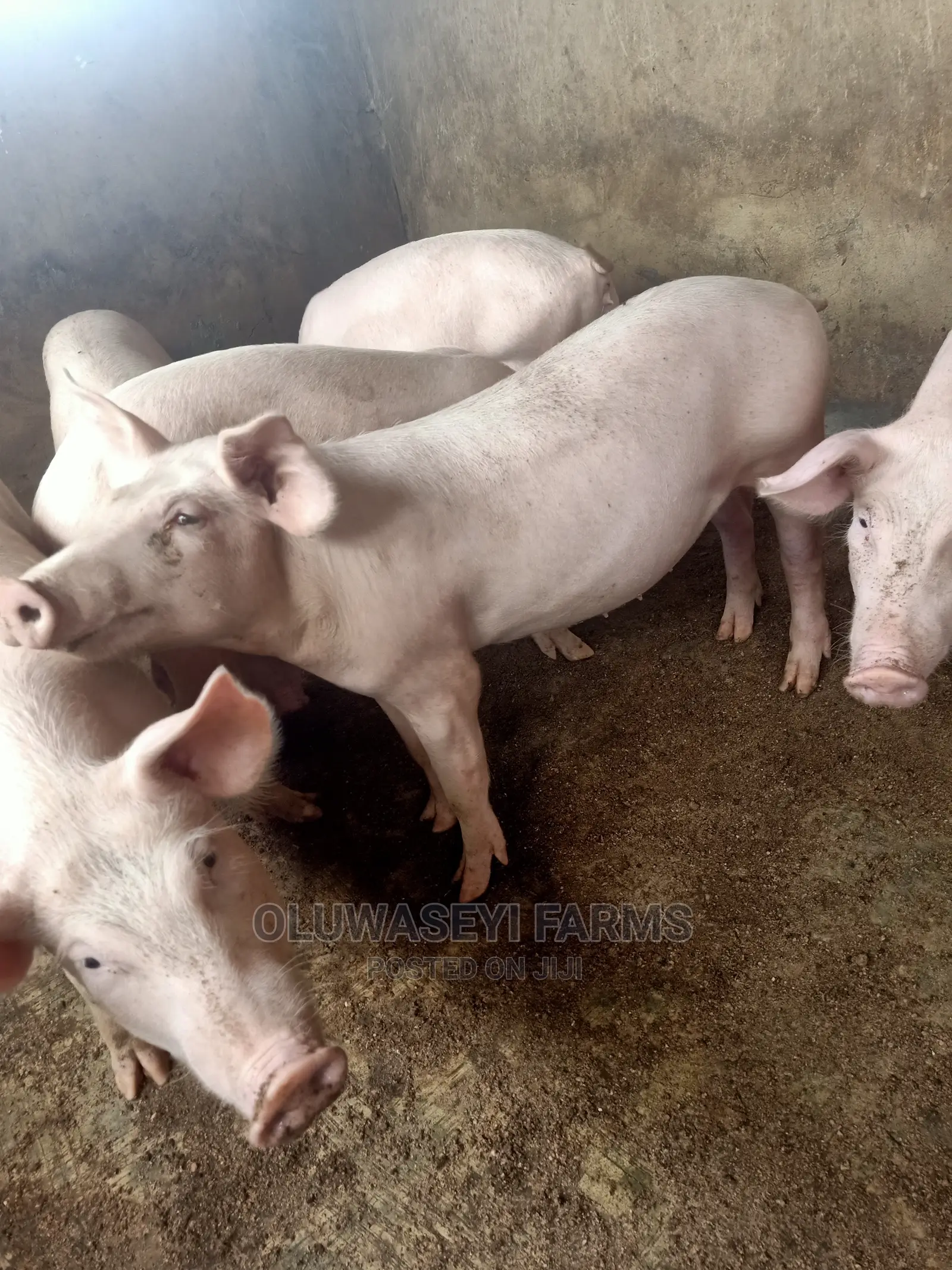 Hybrid Pigs
