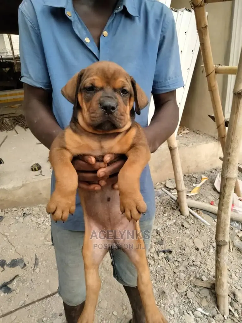 1-3 months Female Purebred Boerboel