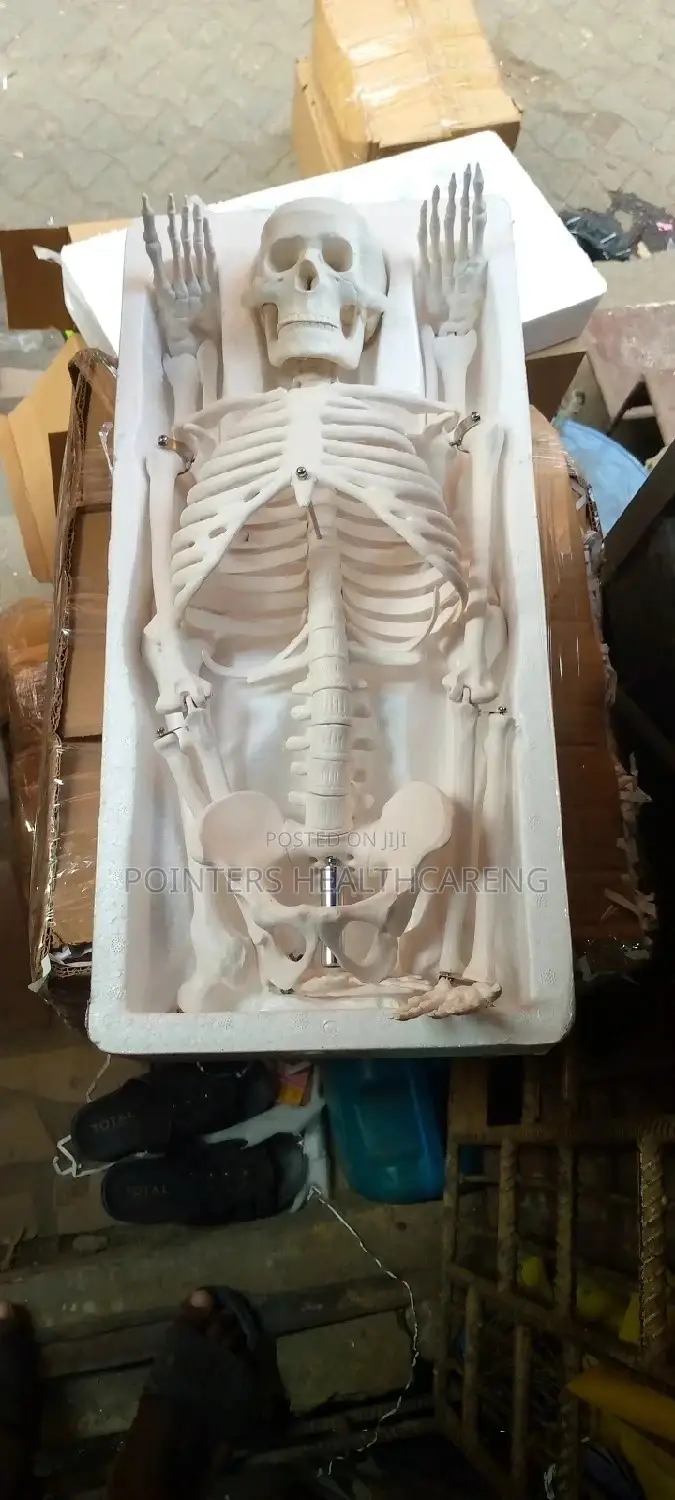 Human Skeleton Medium