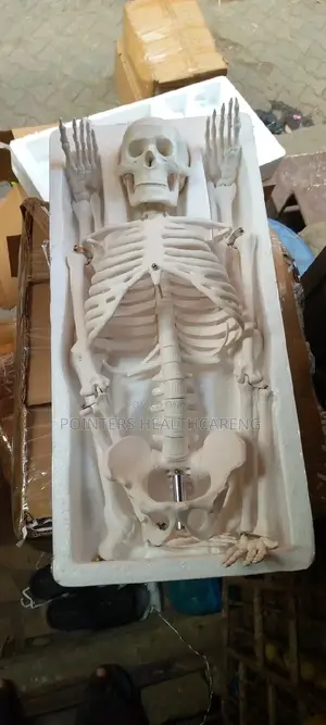Human Skeleton Medium