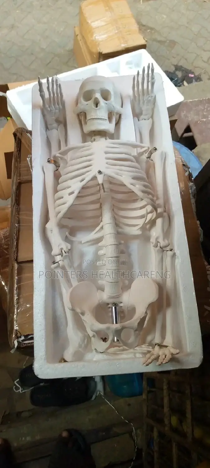 Human Skeleton Medium
