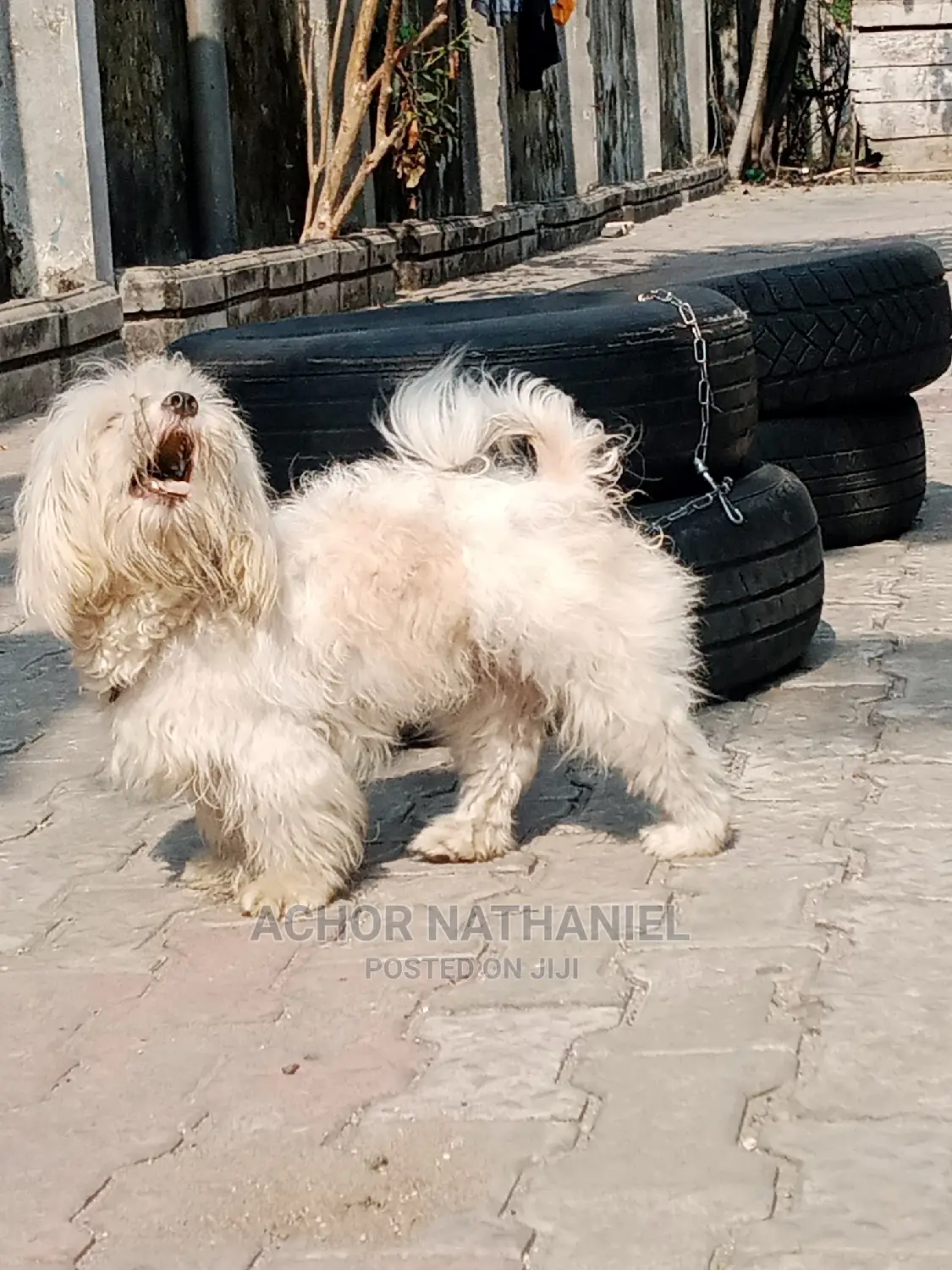 6-12 months Female Purebred Lhasa Apso