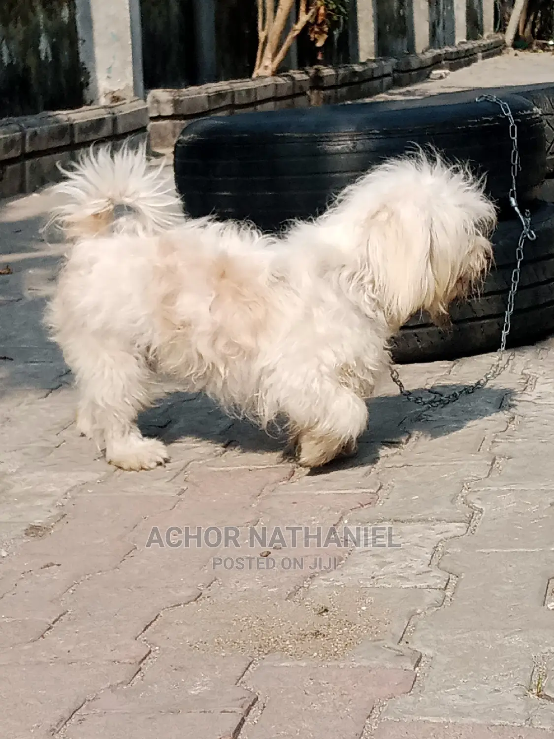 6-12 months Female Purebred Lhasa Apso