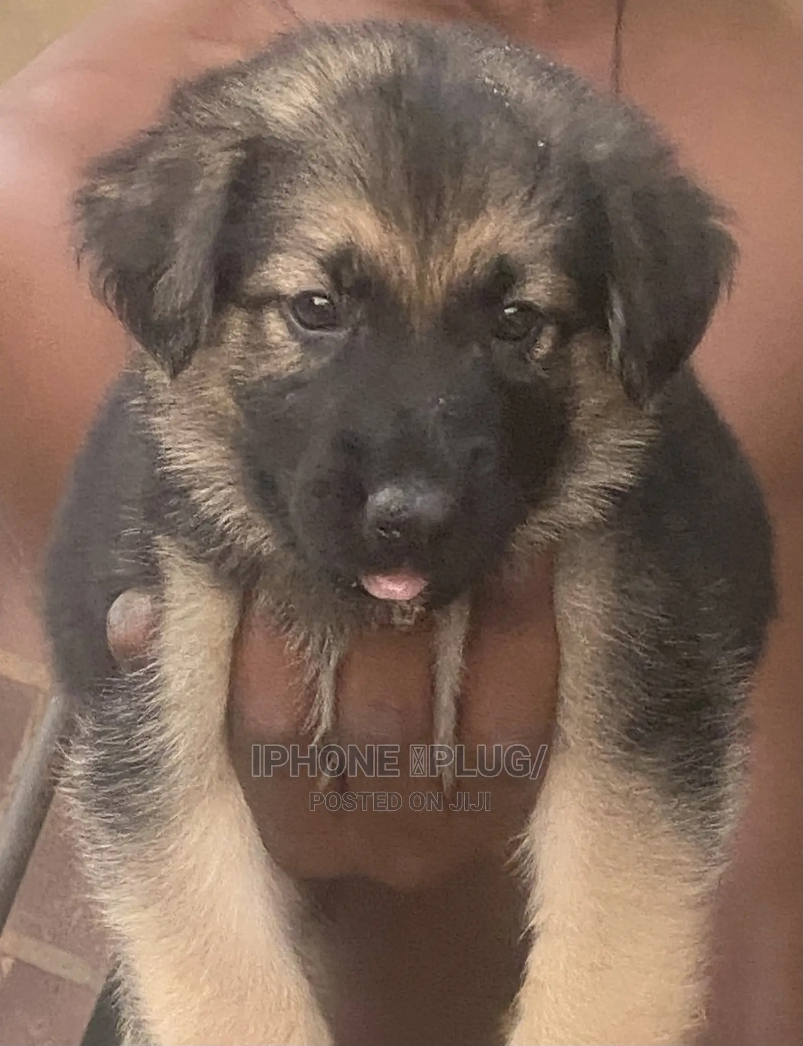 1-3 months Female Purebred German Shepherd