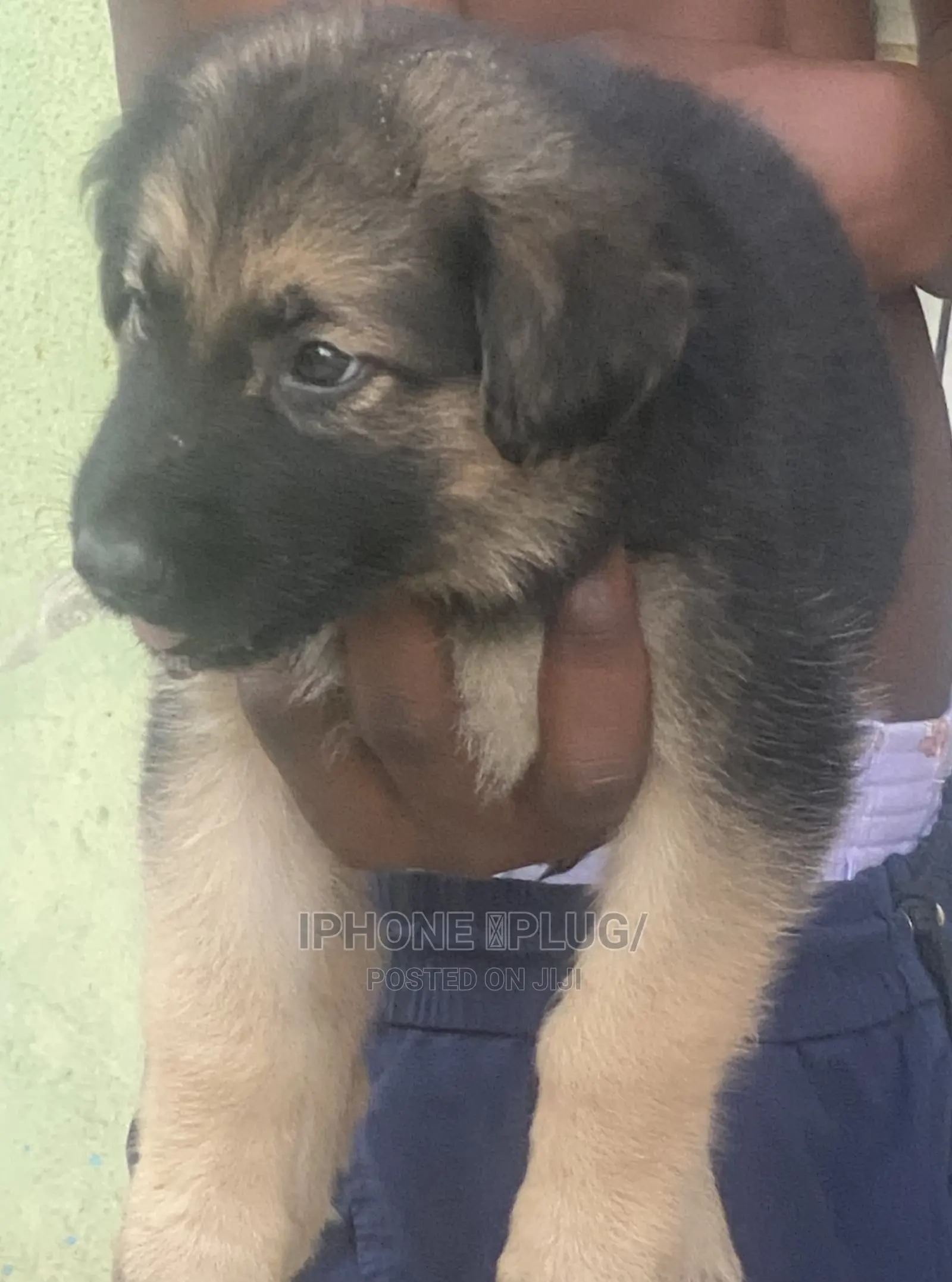 1-3 months Female Purebred German Shepherd