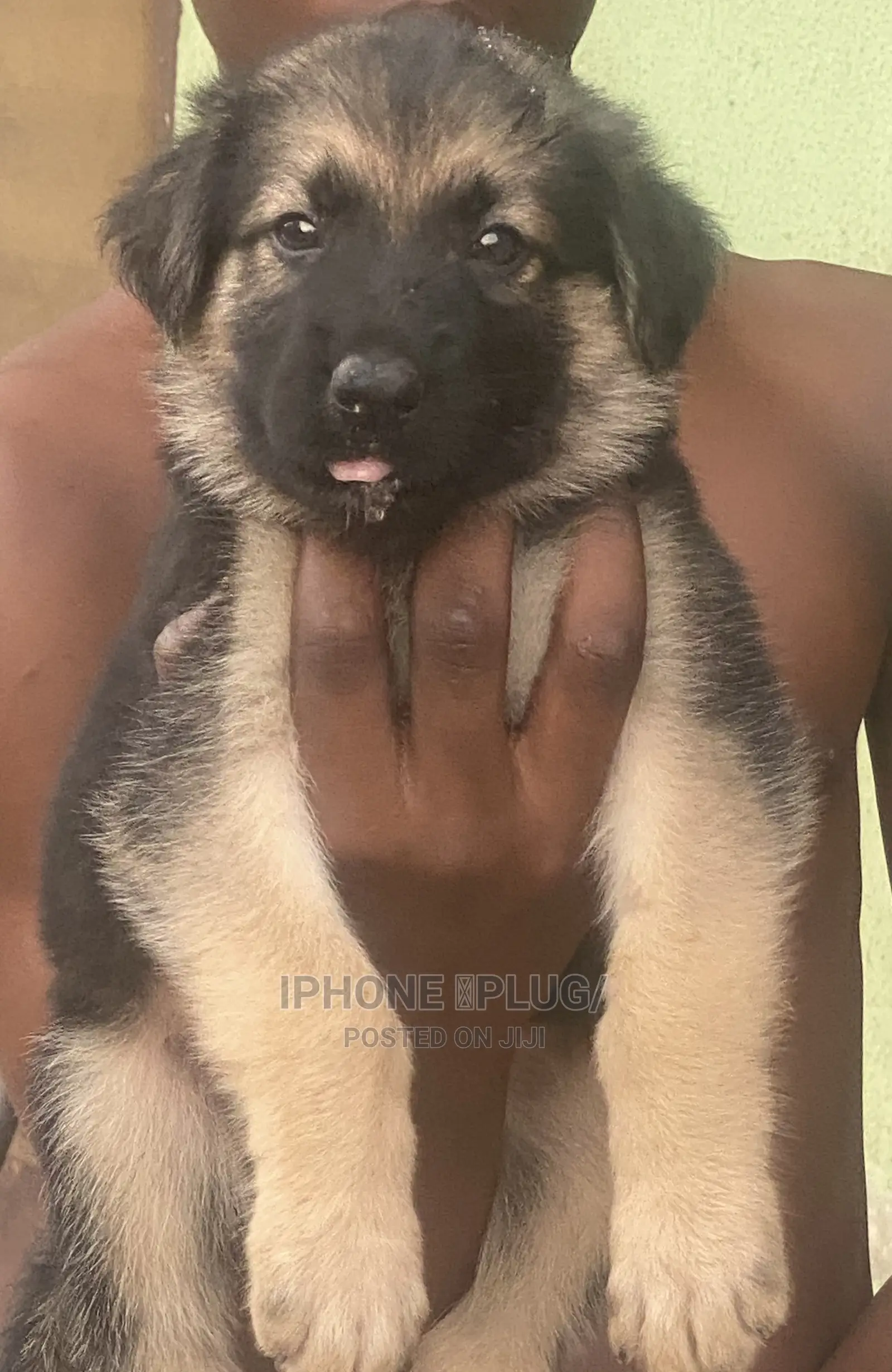 1-3 months Female Purebred German Shepherd