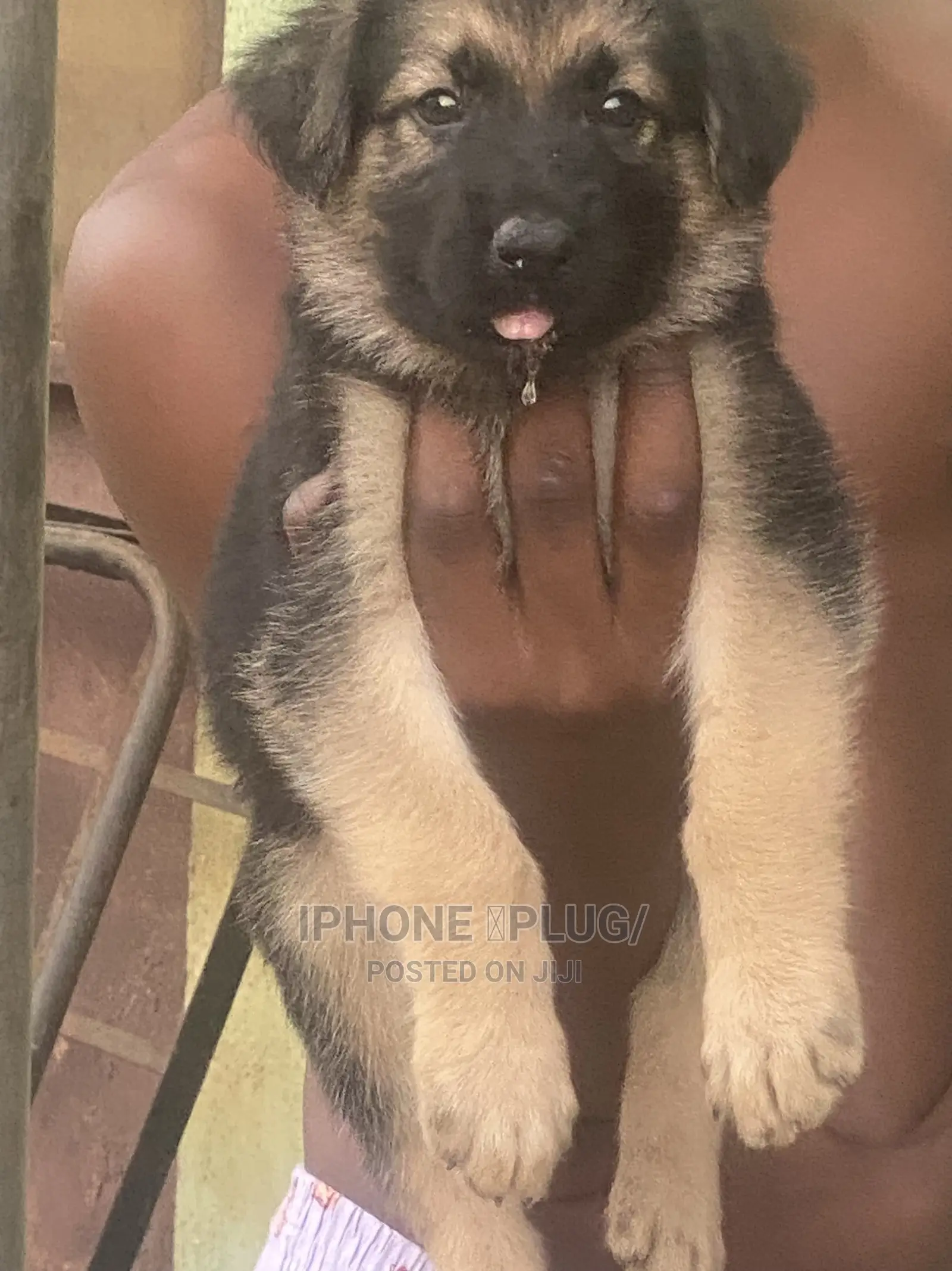 1-3 months Female Purebred German Shepherd