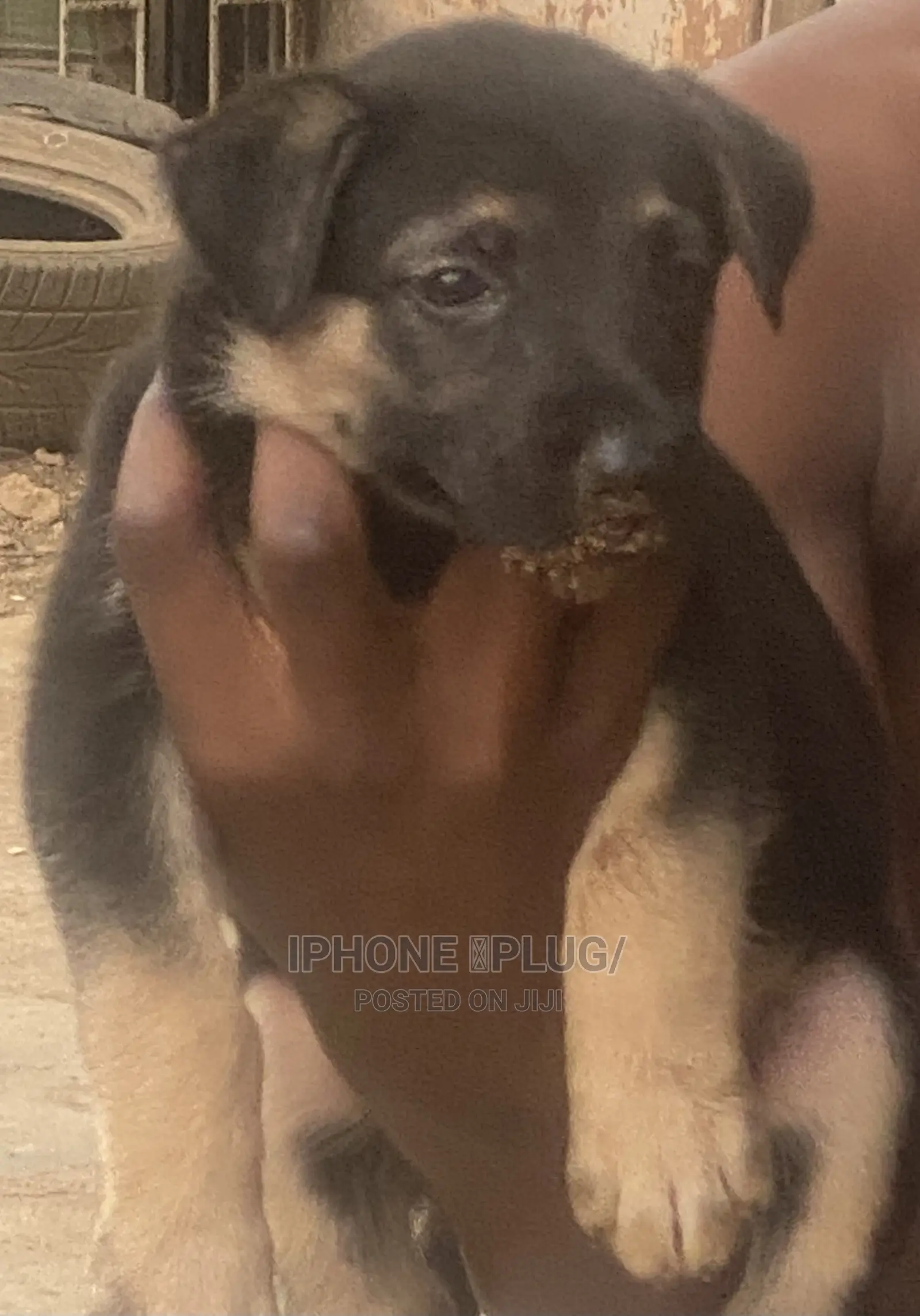 1-3 months Female Purebred German Shepherd