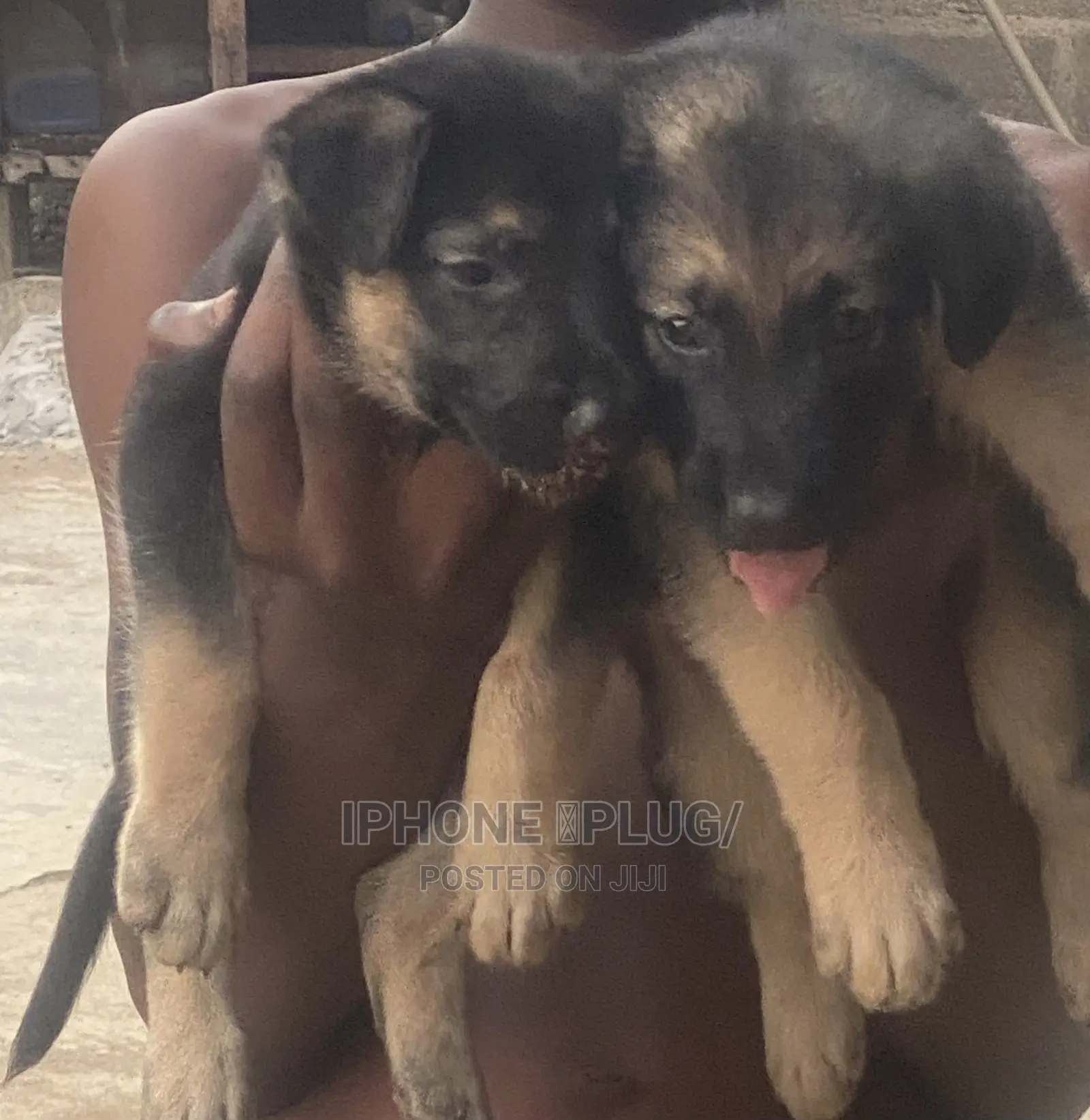 1-3 months Female Purebred German Shepherd