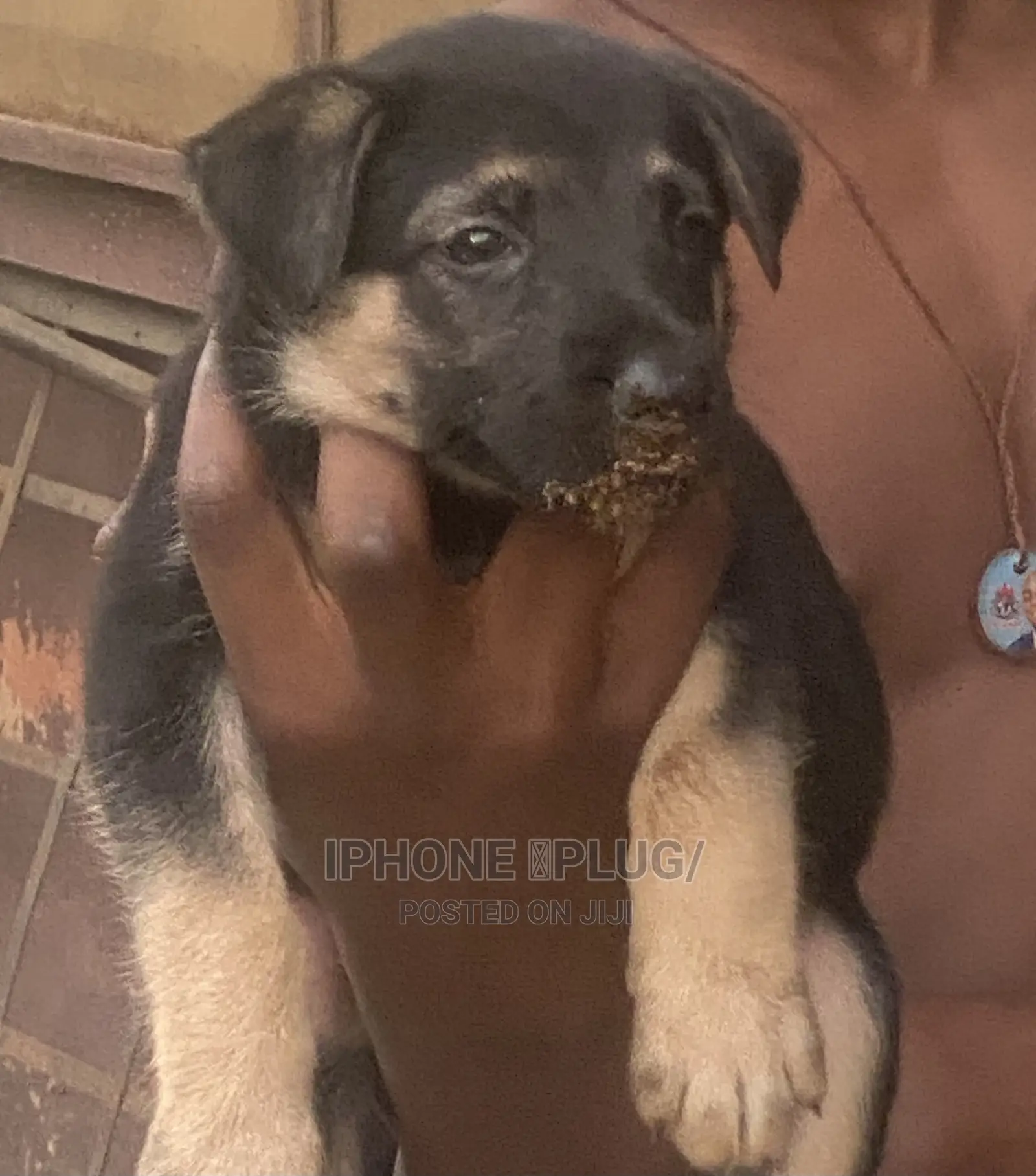 1-3 months Female Purebred German Shepherd