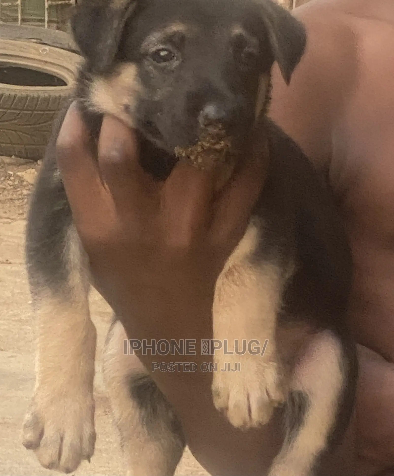1-3 months Female Purebred German Shepherd