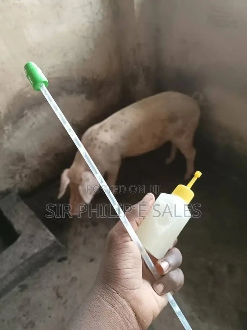 Pig Insemination