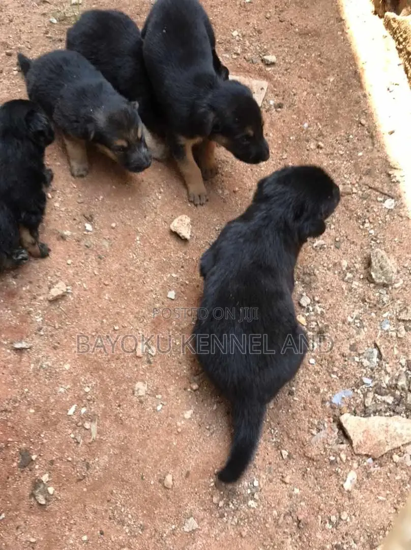 1-3 months Male Purebred German Shepherd