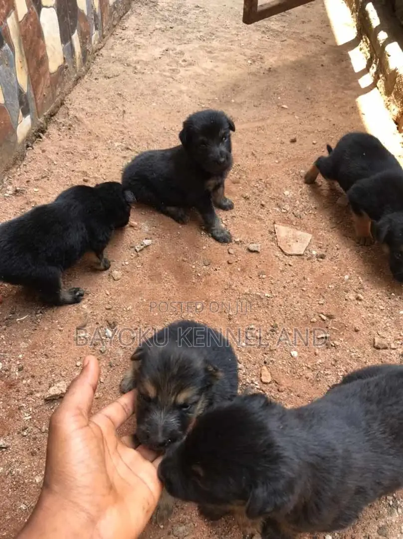 1-3 months Male Purebred German Shepherd