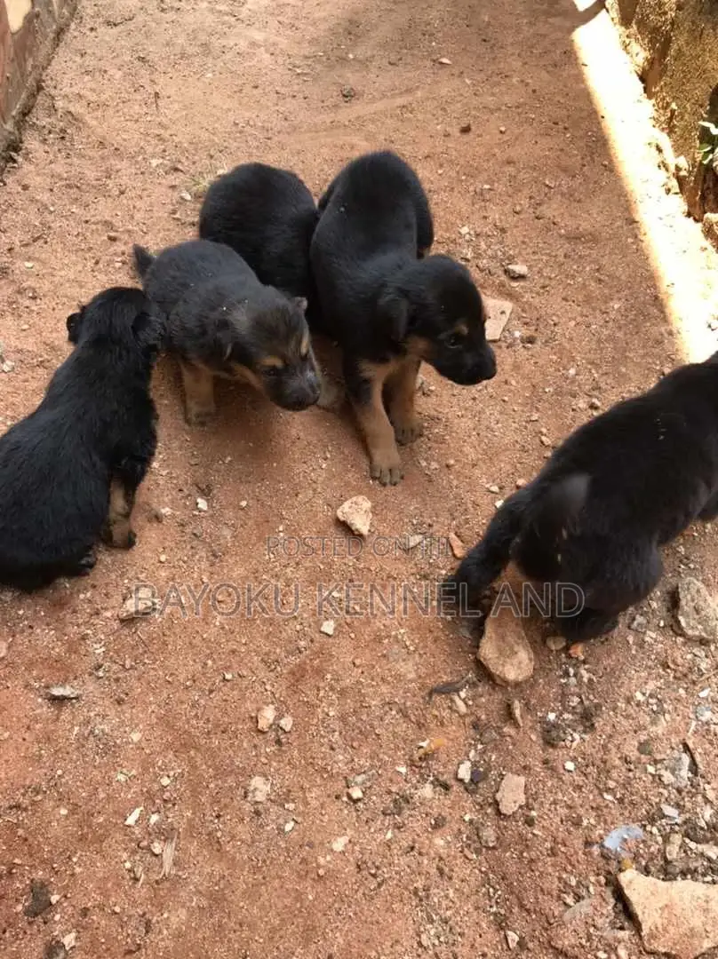 1-3 months Male Purebred German Shepherd