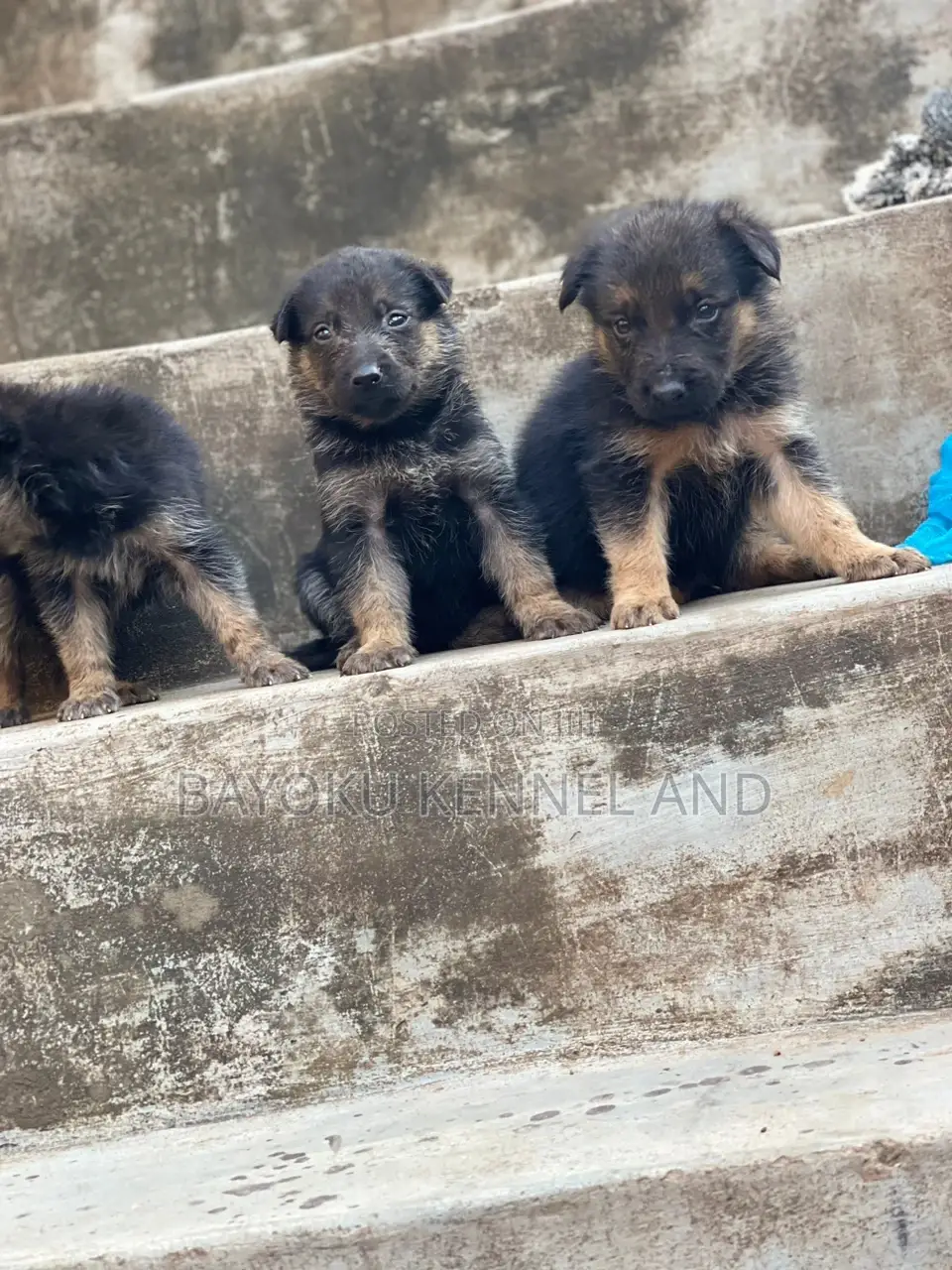 1-3 months Female Purebred German Shepherd