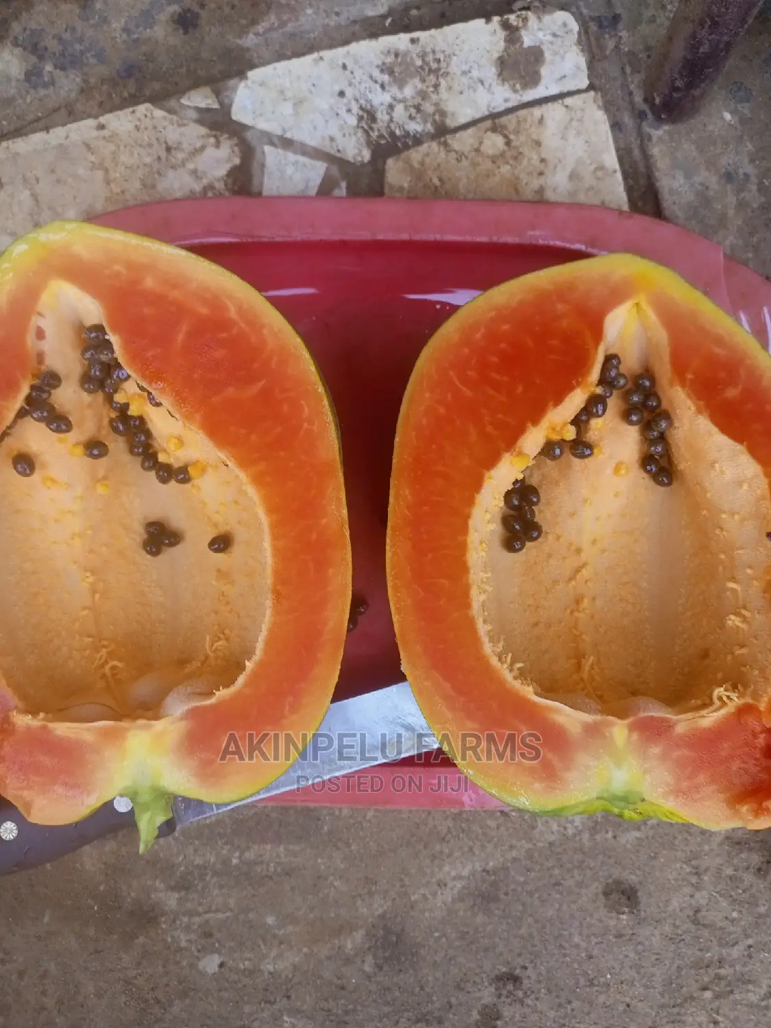 Hybrid Dwarf Pawpaw Seedlings.