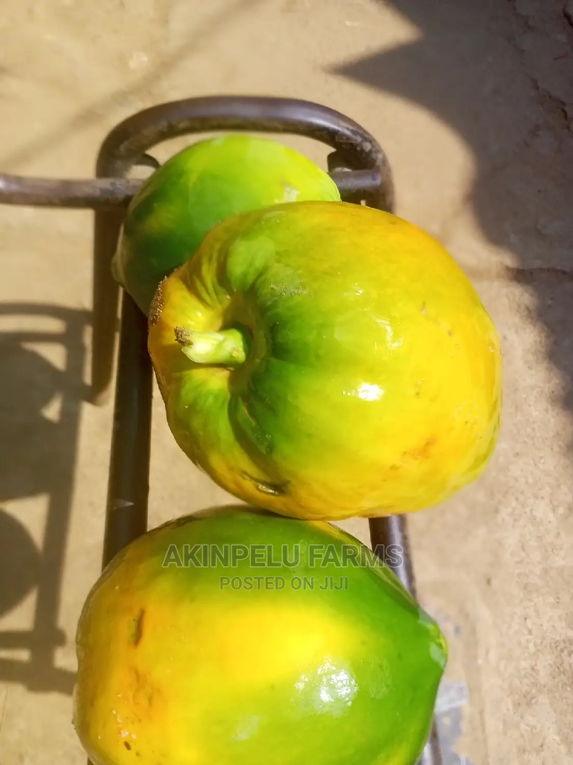 Hybrid Dwarf Pawpaw Seedlings.